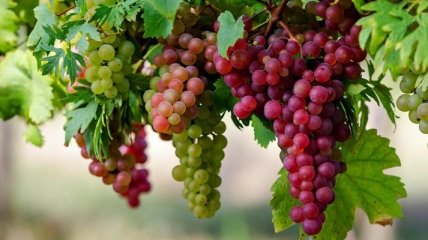 Какими полезными свойствами обладает виноград