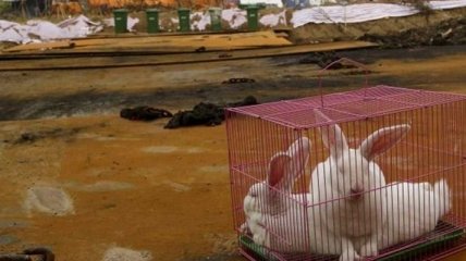 В Китае проверяют уровень химикатов на животных