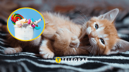 Коты – невероятные создания