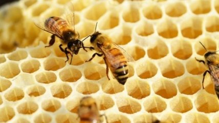 Ученые: Пчелы и муравьи помогут понять причины суицида у людей