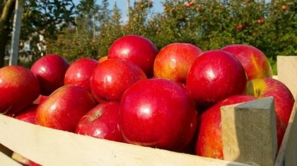 Индия будет импортировать яблоки из Украины