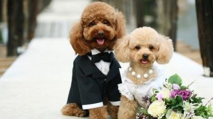 Эксклюзивные свадьбы домашним животным