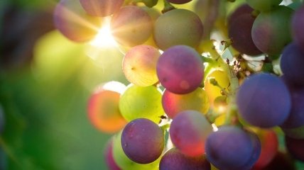 Виноград защищает от старческого слабоумия