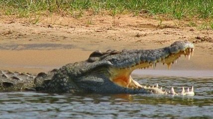В Австралии на женщин напал крокодил