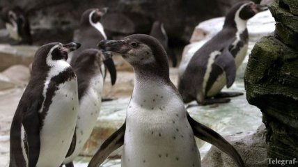 Ученые нашли самую большую колонию пингвинов в Антарктиде