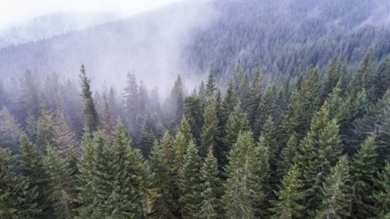 В Украине за последний год рекордно восстановили лес