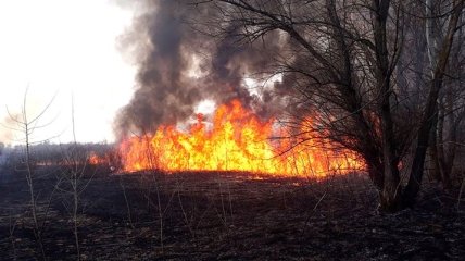 Ситуация с пожарами: на Херсонщине за сутки произошло 7 природных возгораний (Фото)