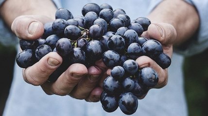 Запасаемся на зиму: как правильно хранить виноград 