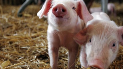 Маленькие поросенка