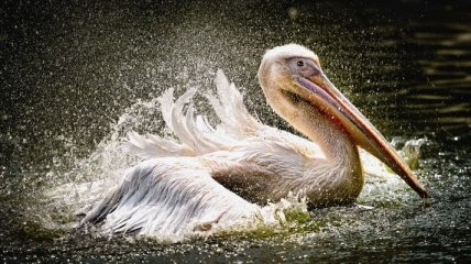 В Мексику из Канады и США массово перелетают белые пеликаны