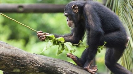 Ученые: у шимпанзе есть "священное дерево" для ритуальных целей