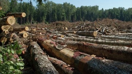 В ГПСУ заявили, что наказали 19 чиновников за вырубку леса