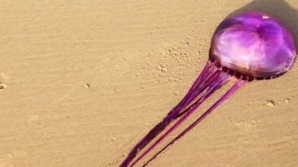 Ученые обнаружили уникальную медузу