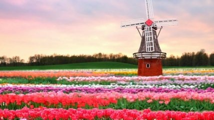 Эстетический восторг: цветочный парк в Нидерландах (Фото)