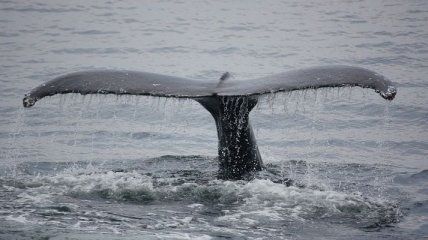 Ученые описали новый вид китов у берегов Хоккайдо