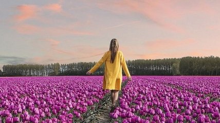 Тюльпанная лихорадка: снимки необъятных цветущих полей Нидерландов (Фото) 