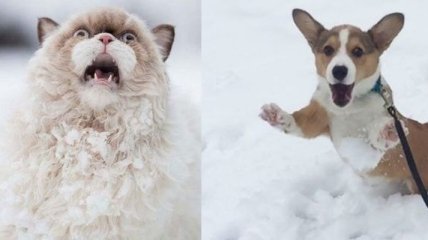 Забавная реакция животных впервые увидевших снег 