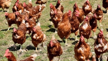 МХП відновлює експорт курятини до Євросоюзу 