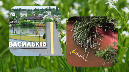 Коллаж "Телеграфа"