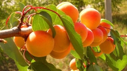 Названы полезные свойства абрикос 