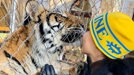 Знайшлася домівка для покинутих київських тигрів
