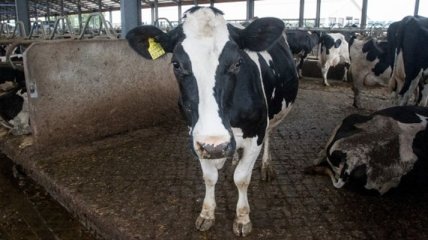 В Бельгии обнаружен туберкулез у крупного рогатого скота