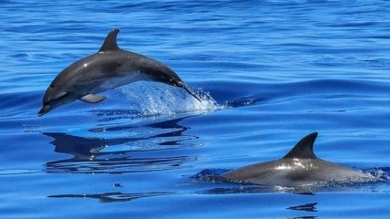 Редчайший черный дельфин умер, проглотив 80 пластиковых пакетов