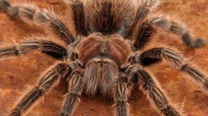 Яд опасного паука можно использовать в качестве болеутоляющего