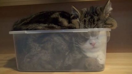 Неугомонные и смешные кошки, которые обожают коробки 