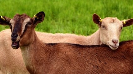 В Новой Зеландии ученые создали генномодифицированных коз с противораковым молоком