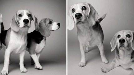 Трогательный фотопроект: как взрослеют собаки (Фото)