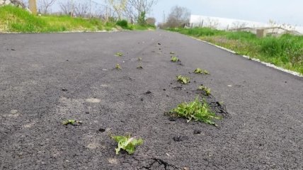 На недавно відремонтованій дорозі на Дніпропетровщині густо проросла трава: фото обговорюють в мережі