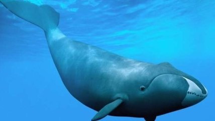 Ученые обнаружили "промежуточное звено" эволюции усатых китов 