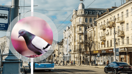 Голуби в Виннице стали звездами сети