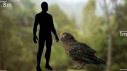 Останки гигантского попугая обнаружили в Новой Зеландии