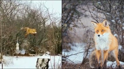 Забравшаяся на дерево крымская лиса повеселила сеть (видео)