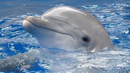 Человеческое зверство: дельфина похоронили живьем (Видео)