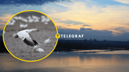 Бакланы на Днепре