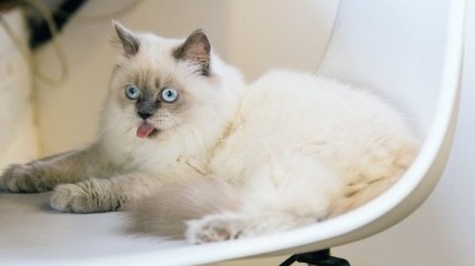 Летуны, любители арбузов и уроки "тыц тыц тыц": самые уморительные картинки и мемы с котами за неделю