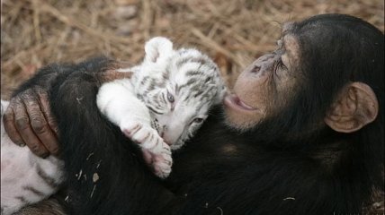 Удивительная мама: шимпанзе выхаживает тигрят (ФОТО)
