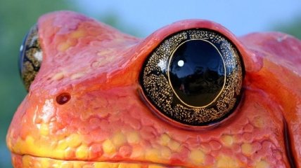 Создана контактная линза, защищающую глаза от травм