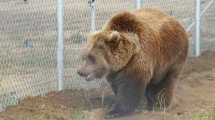 Как спасают медведей после неволи (Видео)