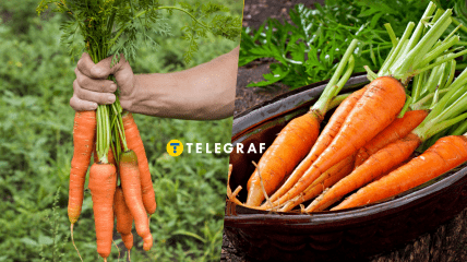 Урожай моркви