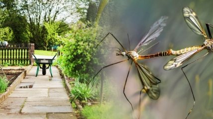 Как избавить от комаров