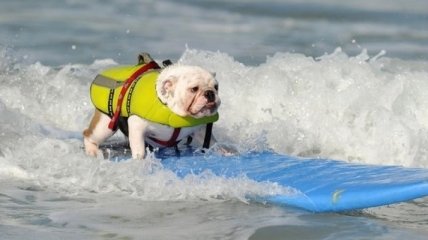 Забавные собаки-серфингисты