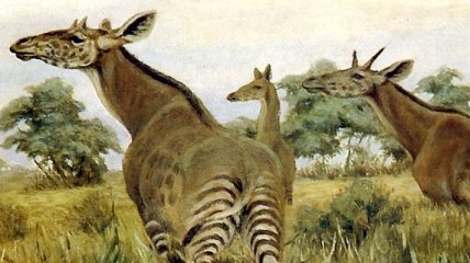 Ученые восстановили "промежуточное звено" эволюции длинных шей жирафов