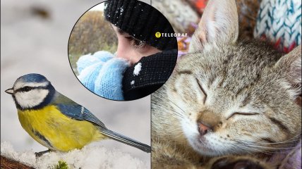 Як коти, птахи та погода попереджають про морози
