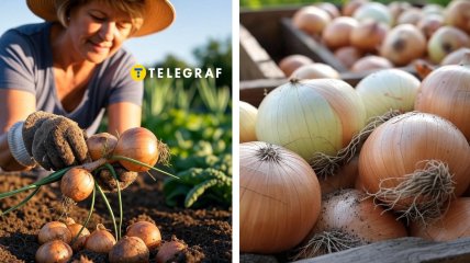 Очень важно не упустить момент и вовремя собрать урожай лука