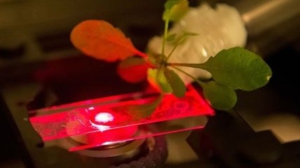 Ученые создали искусственную форму фотосинтеза