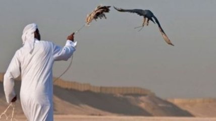 Охотничья культура ОАЭ